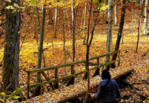 Bruce Trail Conservancy receives $5.5m to protect and restore vulnerable habitat