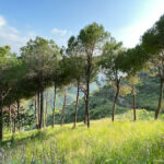 Walking at the heart of Lebanon cultural and natural tourism drive