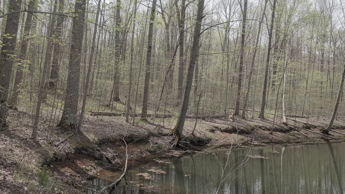 62,000 acres of South Carolina forest protected