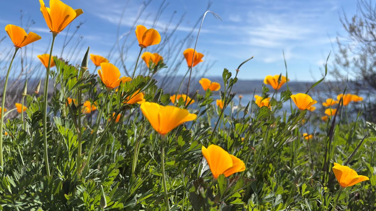 Popular wildflower trail reopens