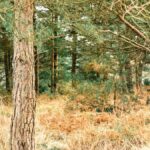 Six new walking routes celebrate Winnie-the-Pooh’s 100th anniversary