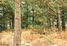 Six new walking routes celebrate Winnie-the-Pooh’s 100th anniversary