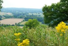 Surrey Hills National Landscape expansion proposed